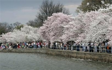 Cb Tidal Basin2