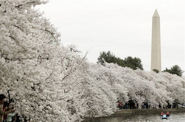 Cherryblossoms1 07