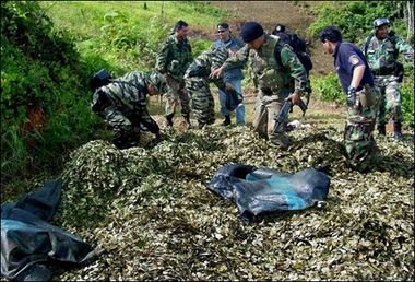 Coca Perú