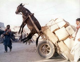 http://www.losblogueros.net/fotos/donkey_cart.jpg