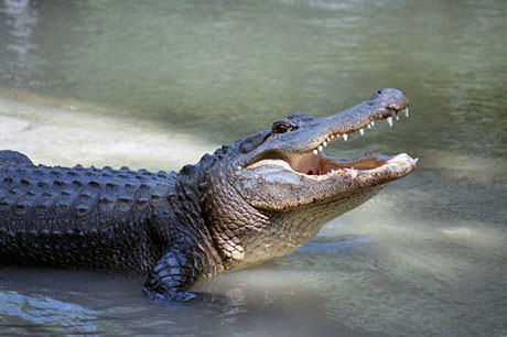Homosassa-Alligator-4-1