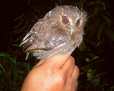 Peru Rare Owl2